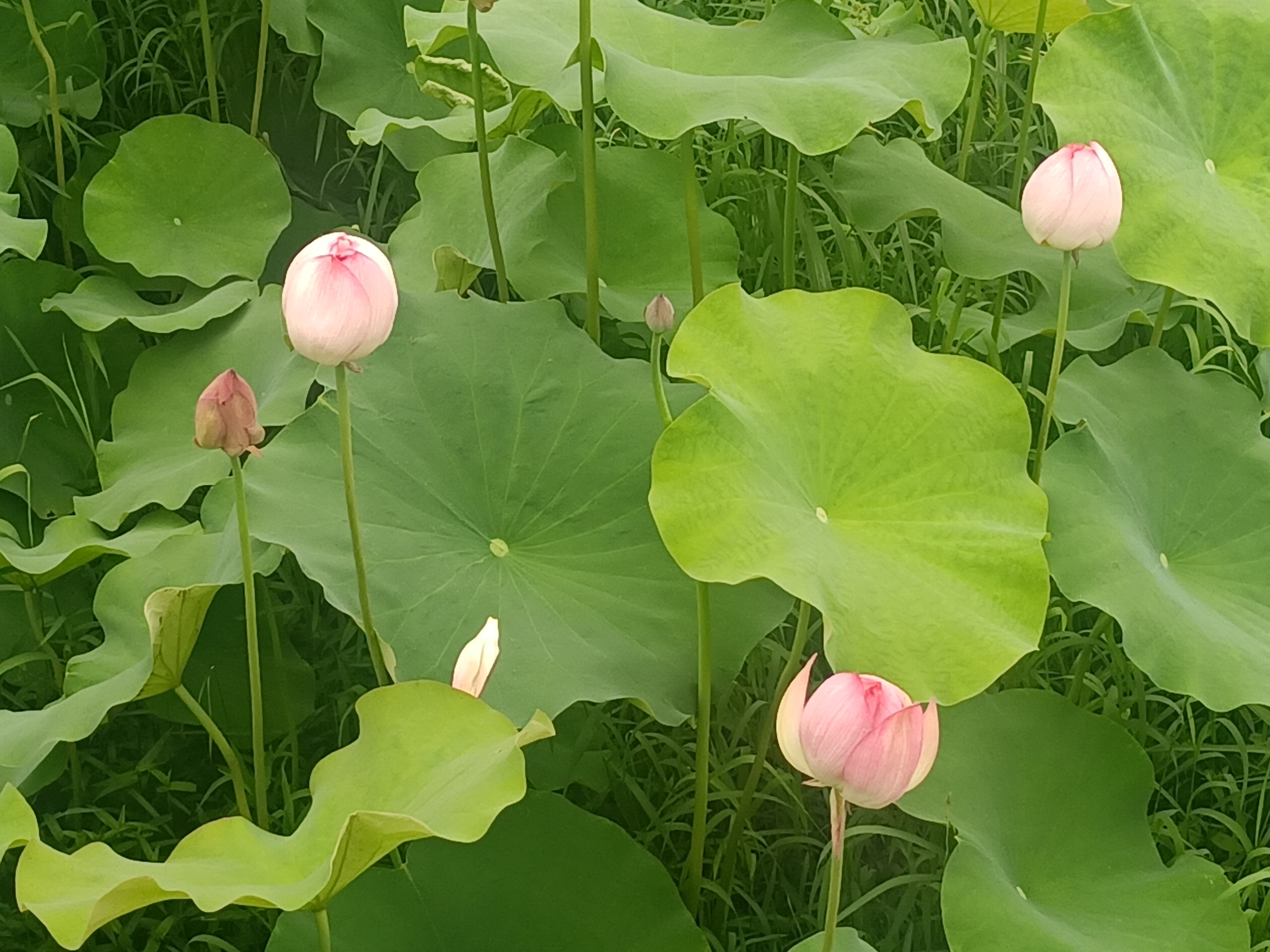 荷花,荷叶,池塘,美!忍不住驻足