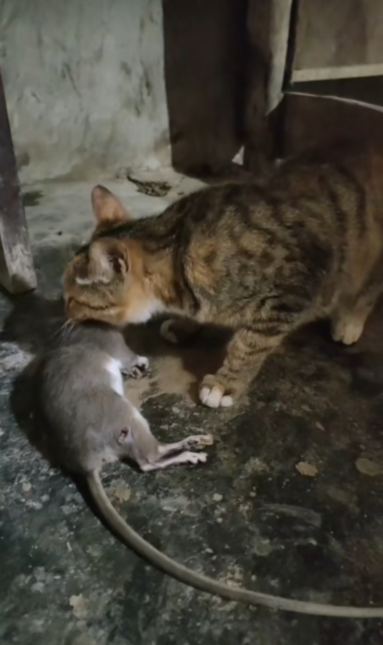 猫妈妈抓了一只大老鼠,没想到,这些没见过世面的小猫,全部惊呆了,吓坏