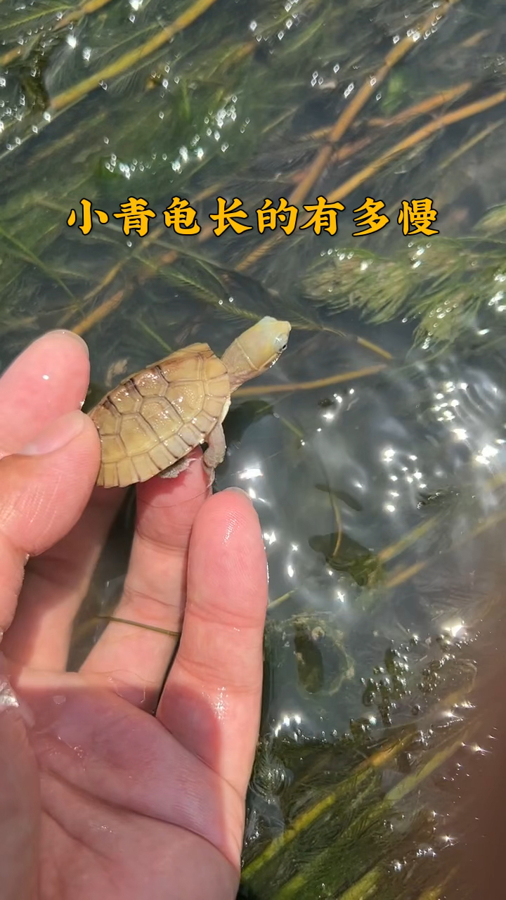小青龟长的有多慢?我们来看看去年冬眠最小皖喉有多大