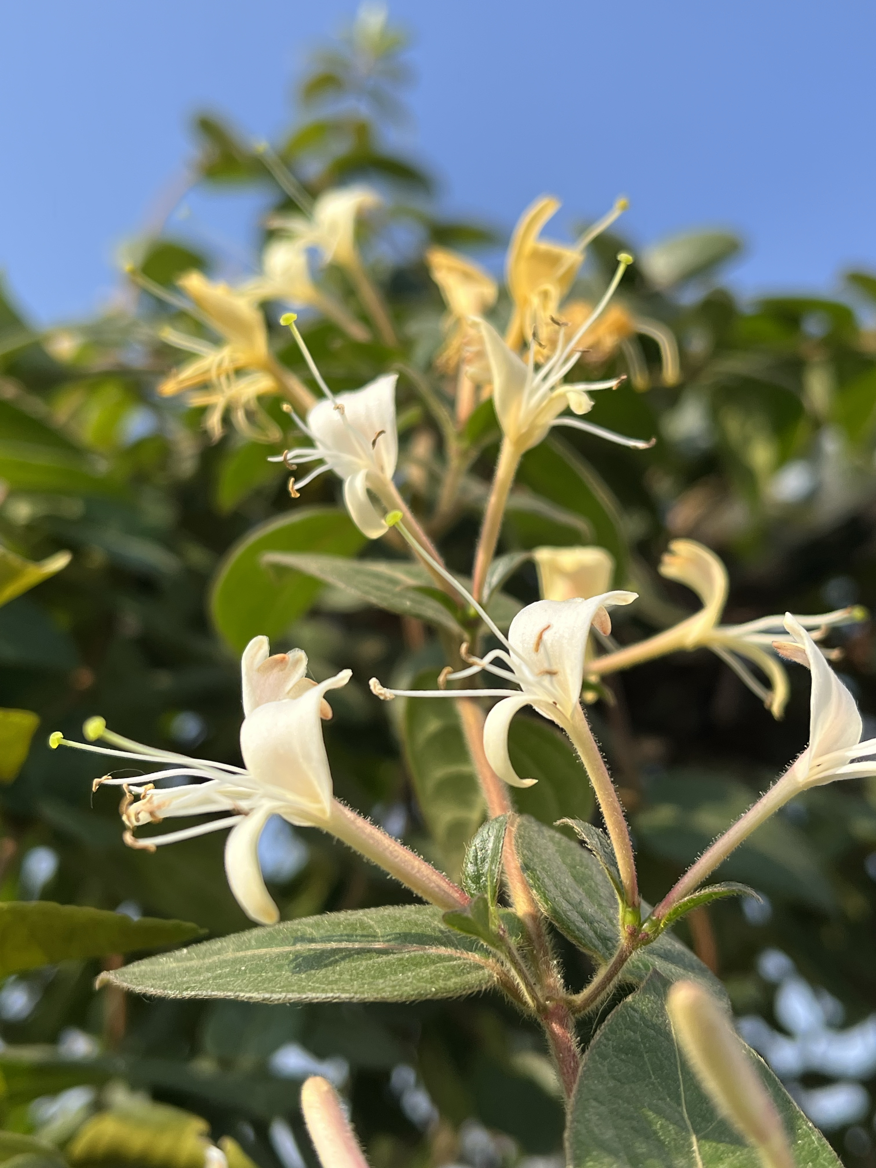 12月的金银花