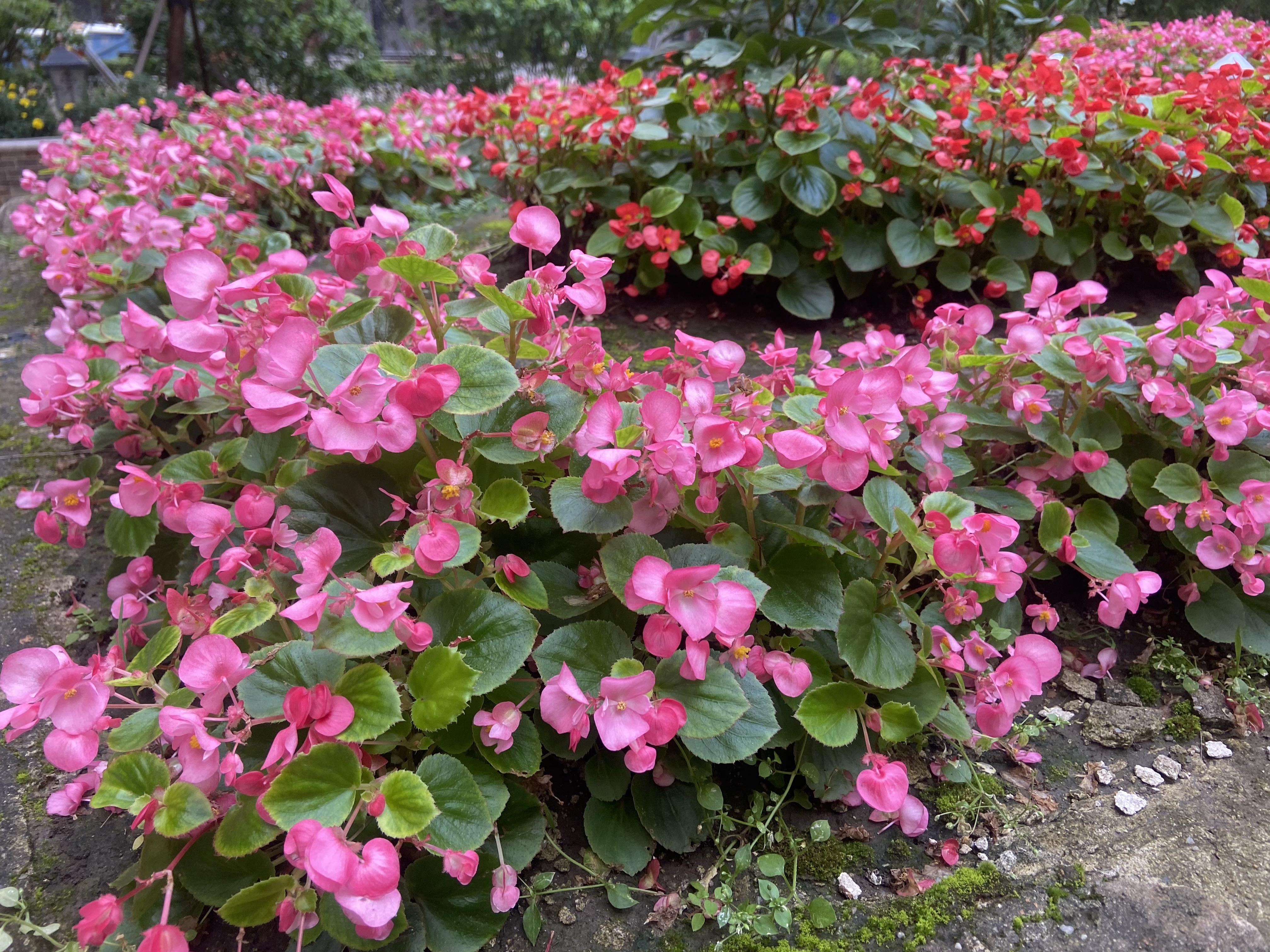 粉色娇嫩美不胜收