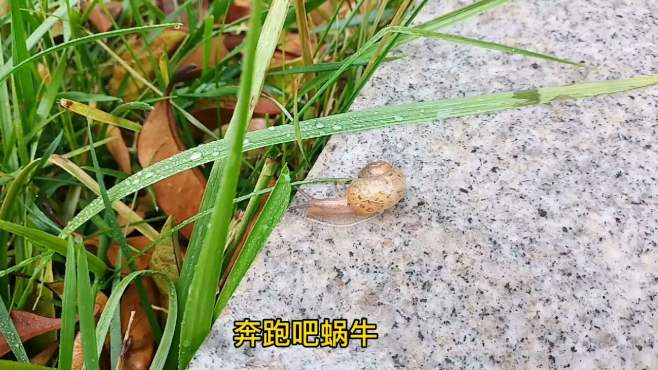 奔跑吧蜗牛,雨天见到一只蜗牛!