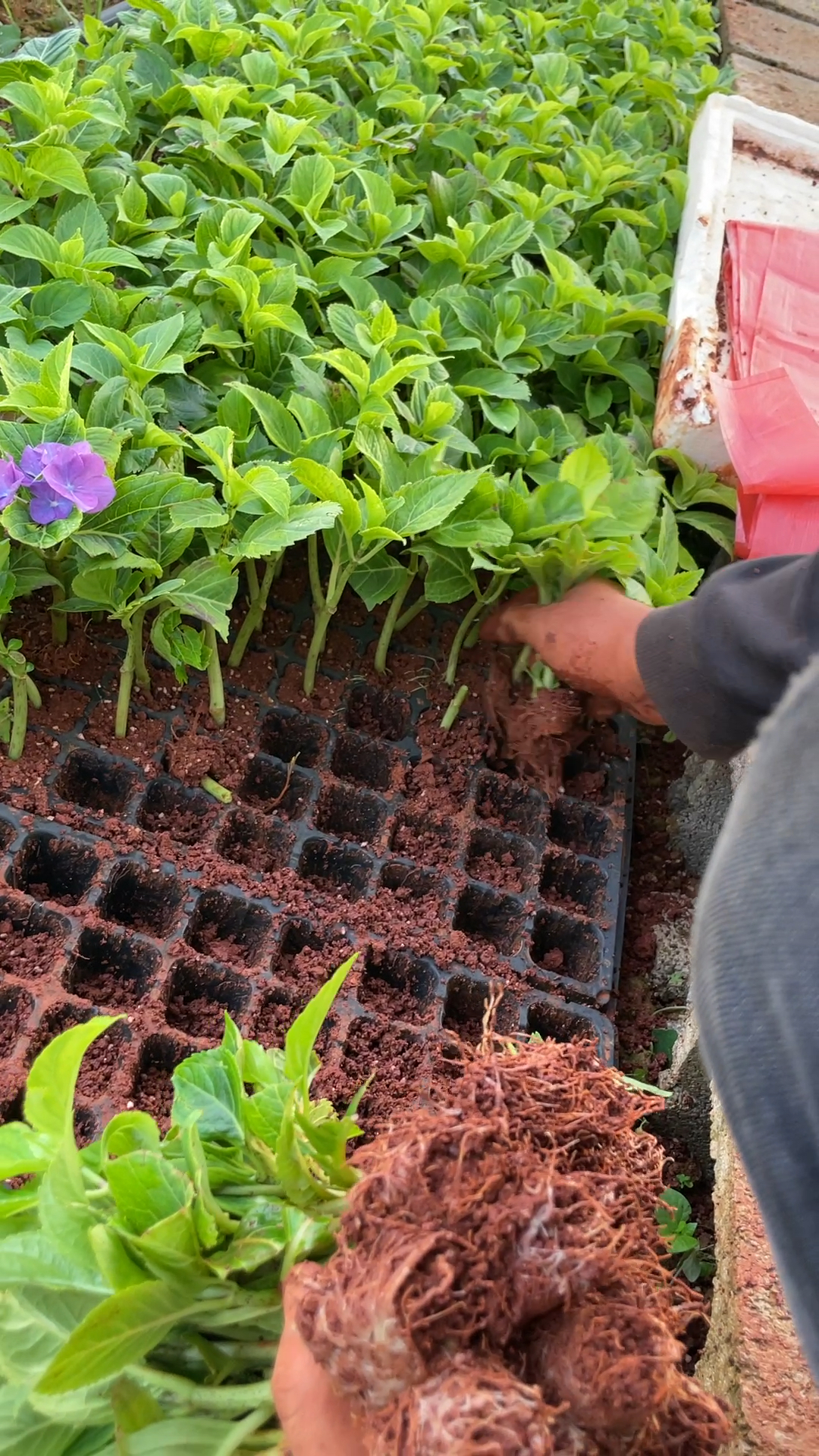深蓝绣球花小苗有点板扎