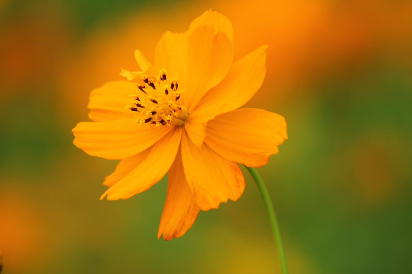 醉美硫华菊,雨天拍摄也很美