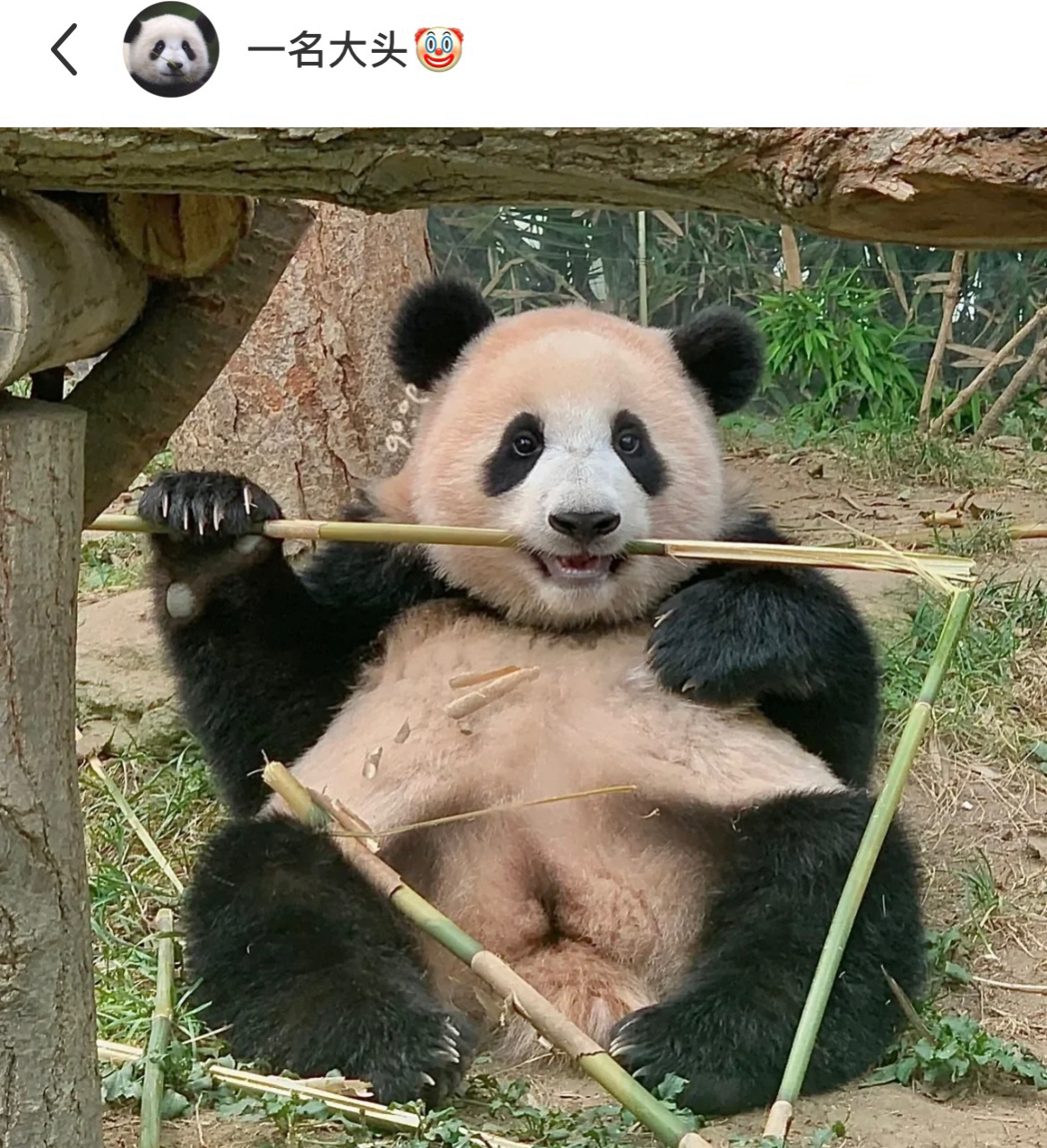 福宝:微笑唇练习中,哈哈哈哈,有些小熊这么美还这么努力,谁懂啊