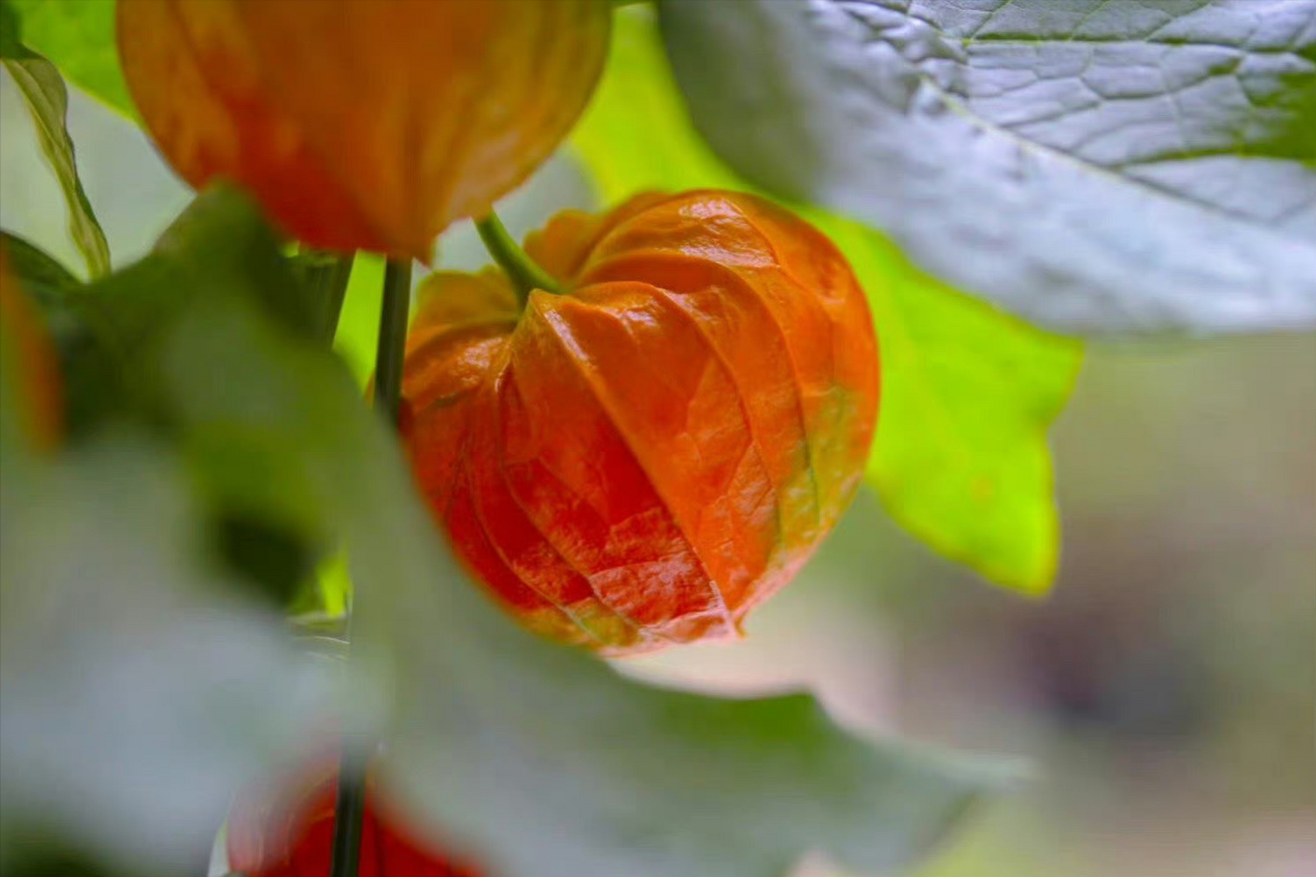 灯笼果:十月转鸿运