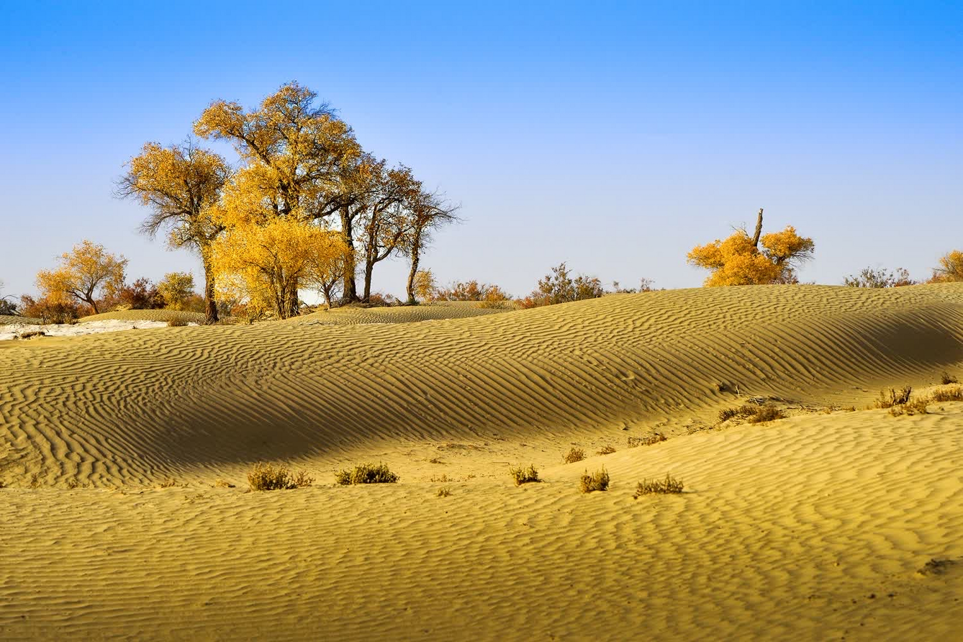 沙漠中的这棵孤独的胡杨,是大自然的奇迹,也是生命的守望者.