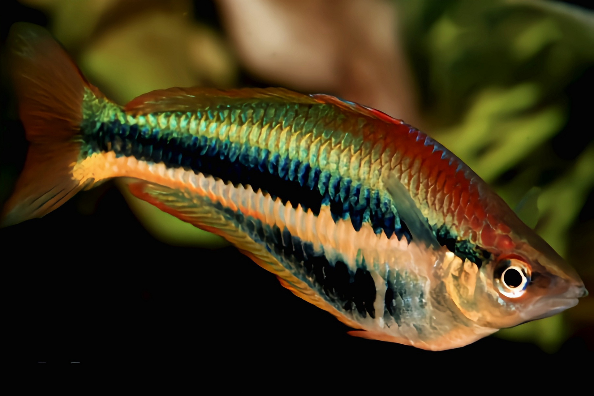 每天认识一种动物——艾伦唇银汉鱼 艾伦唇银汉鱼原产于亚洲新几内亚