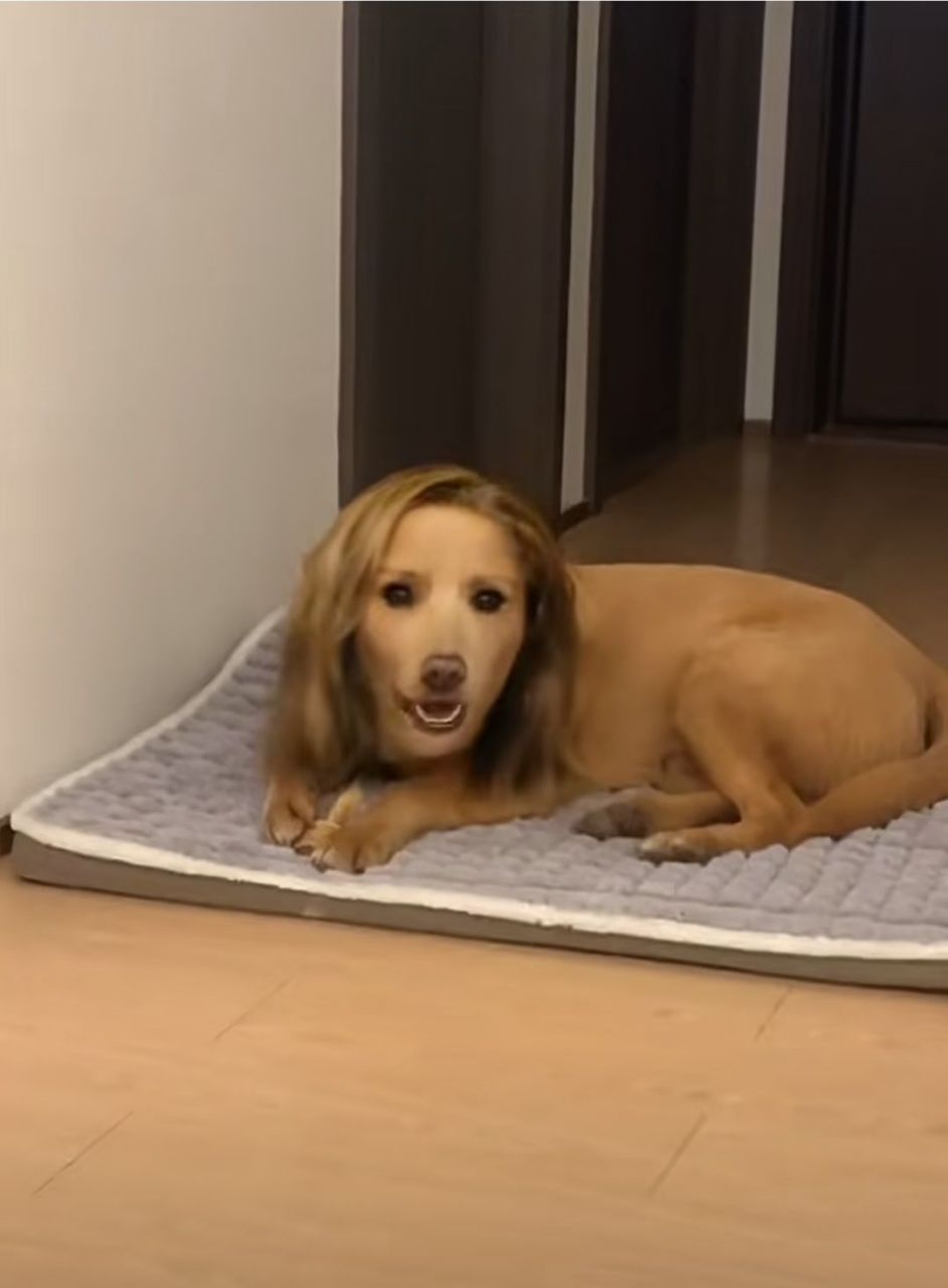 狗狗的电话号码能告诉我吗?长的也太美了