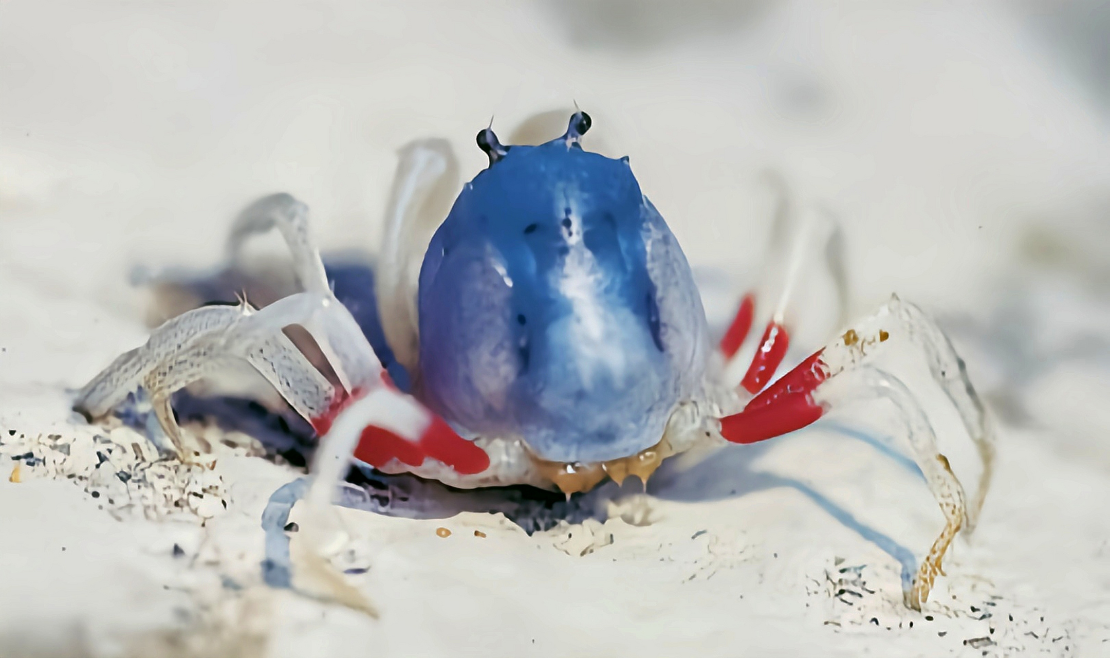 每天认识一种动物——和尚蟹 和尚蟹别名兵蟹,海珍珠,海蜘蛛,原产于