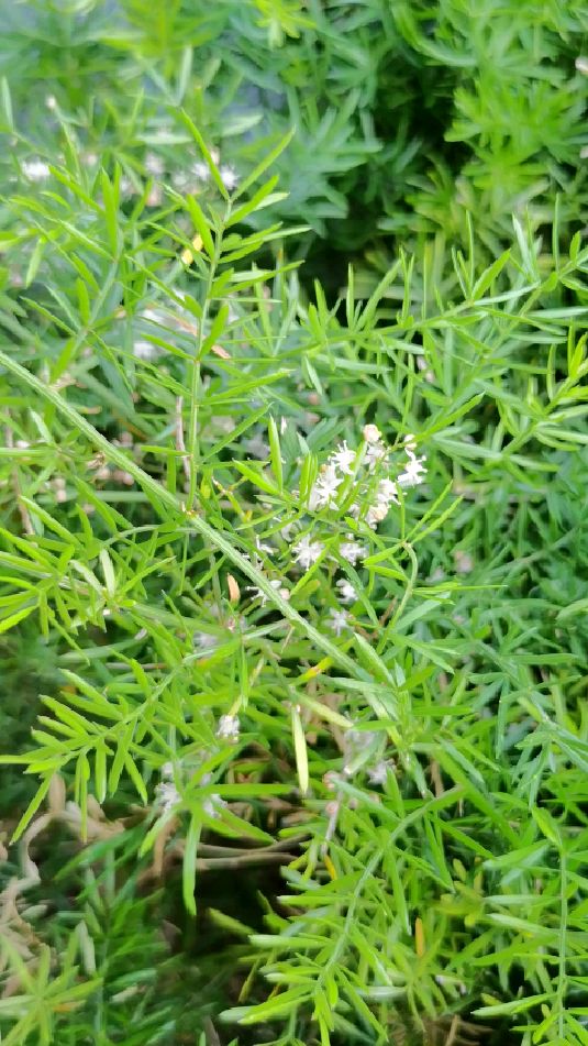 东莞长安天门冬花