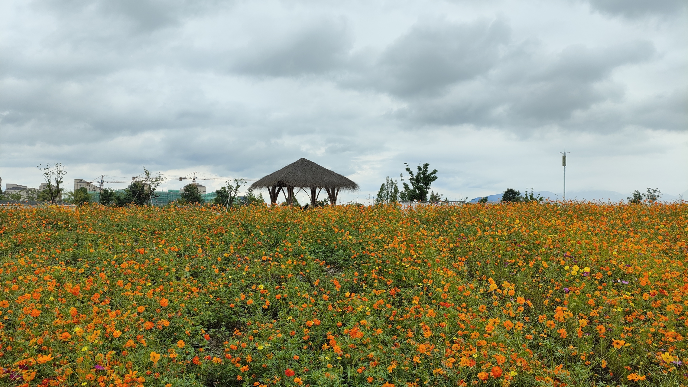 我的双节记录#  铜鉴湖花海还是非常漂亮,难得还能在杭州找到人这么