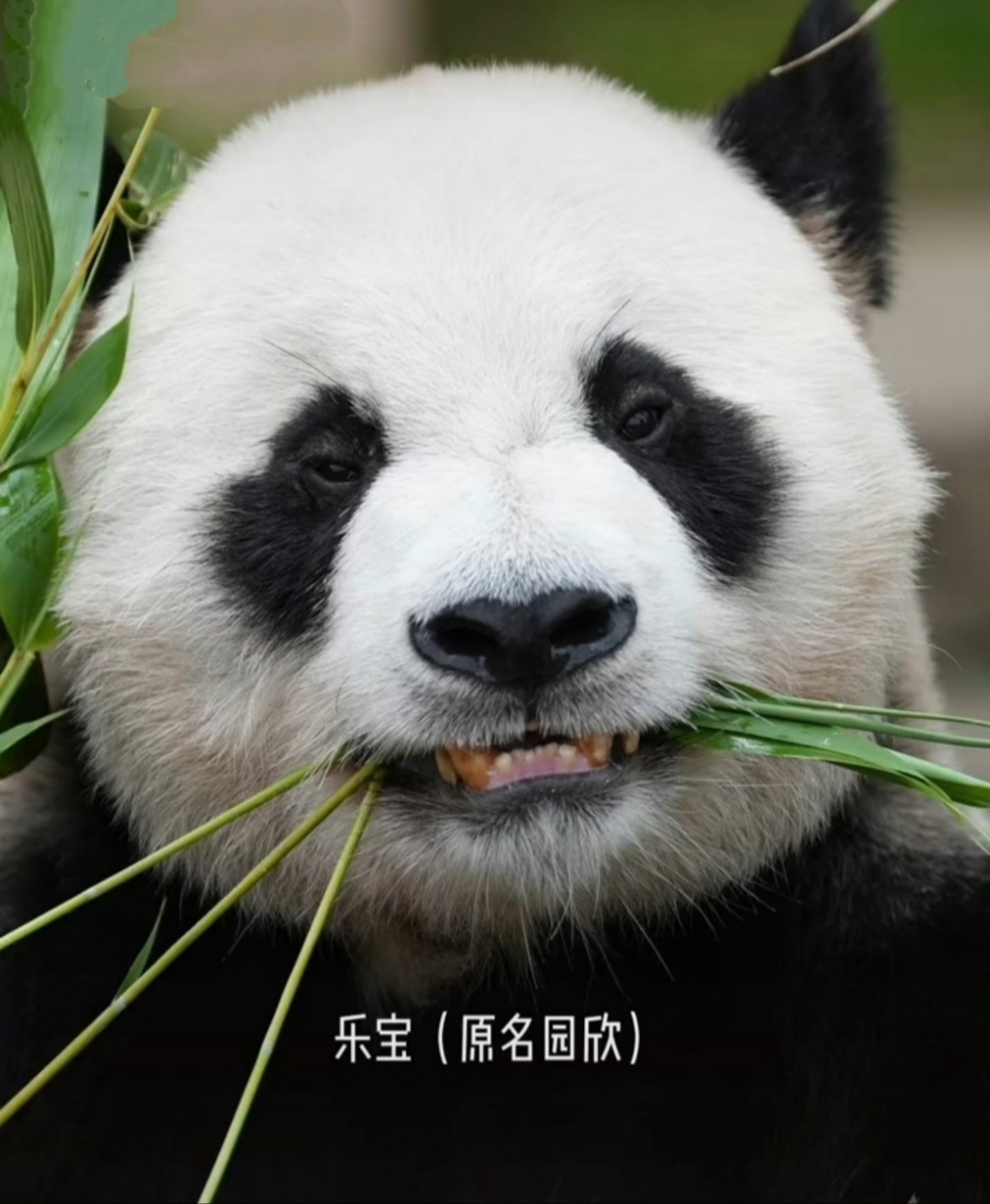 如何在众熊熊中一眼认出乐宝,你学会了吗[你懂的]