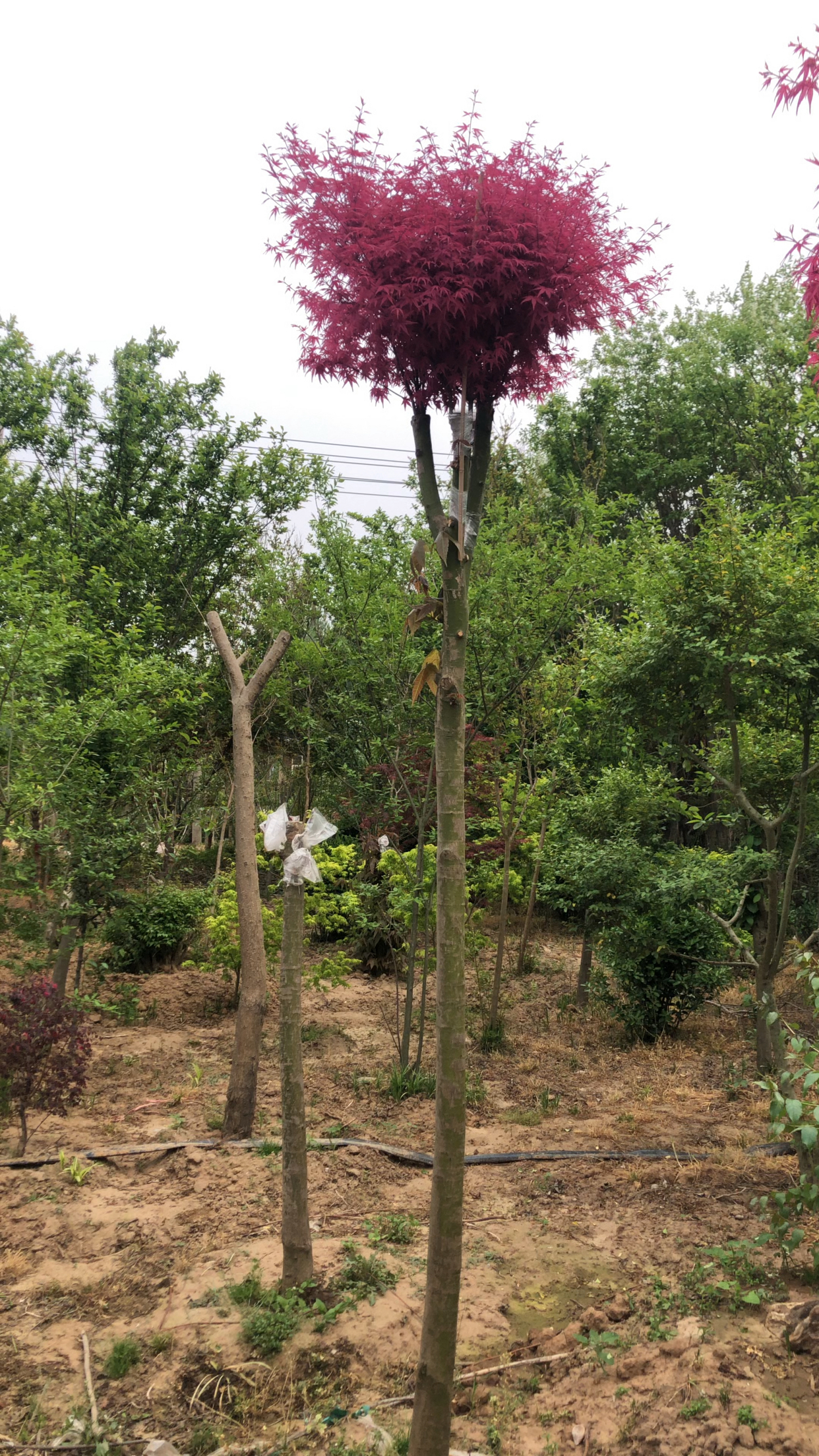 独一无二的特高杆红枫,红小袖品种,农民自己培育的,物美价廉-度小视
