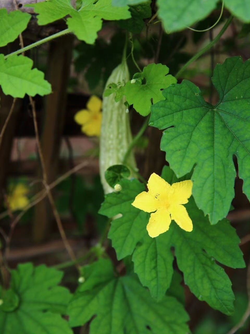 美丽的乡村:瓜田李下,绿色有机