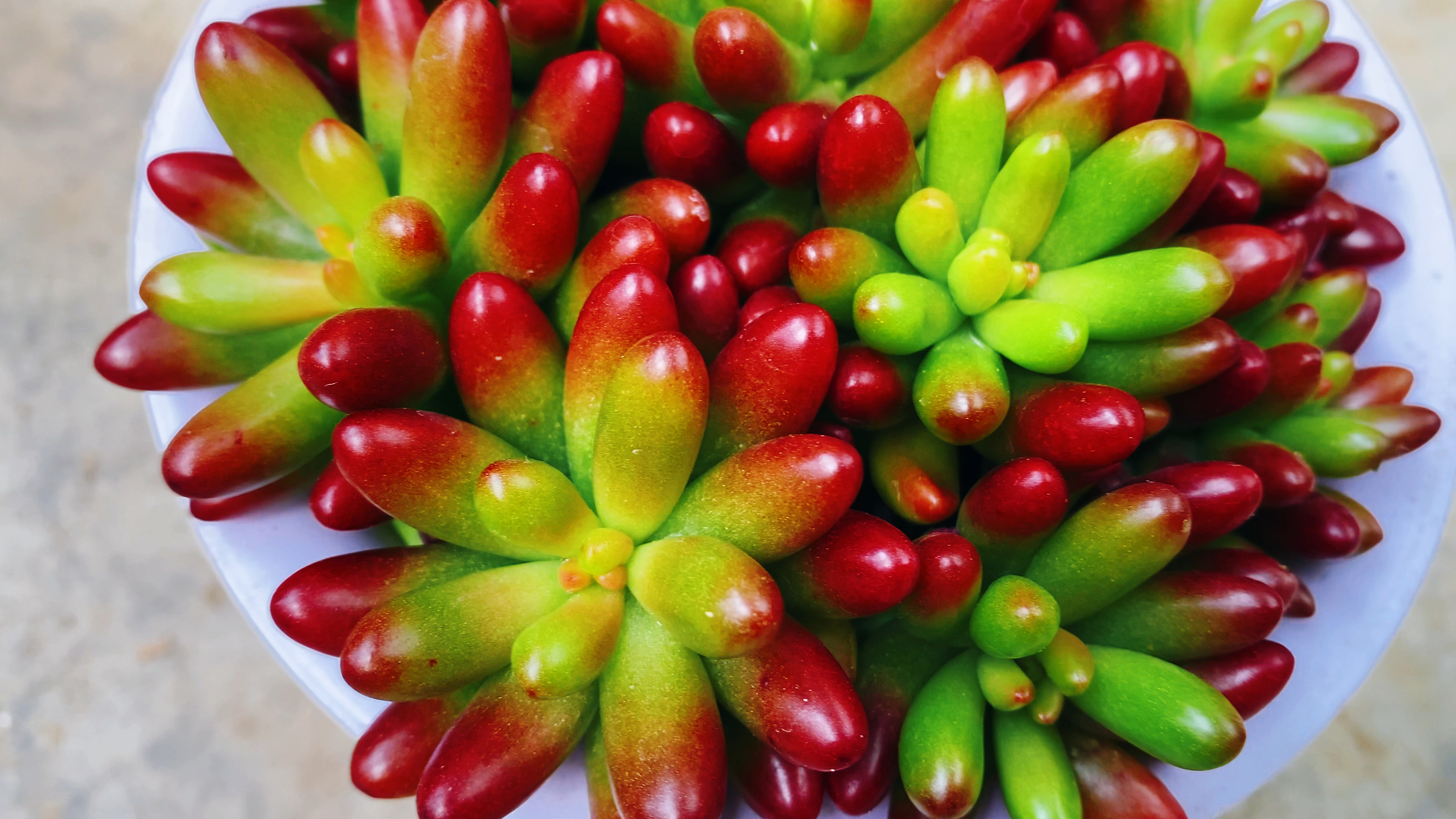 如何才能把多肉虹之玉养的叶片饱满,颜色漂亮?