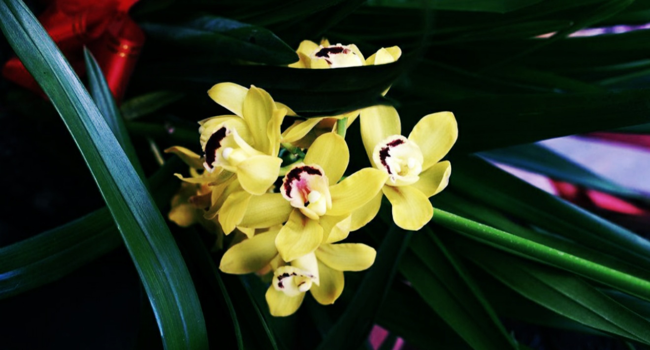 生活需要兰花品格,乡村美景,原创七律:花中四君子之兰花