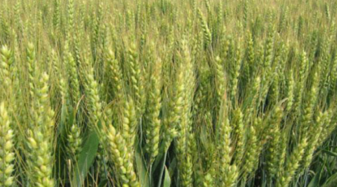 新麦36小麦品种介绍