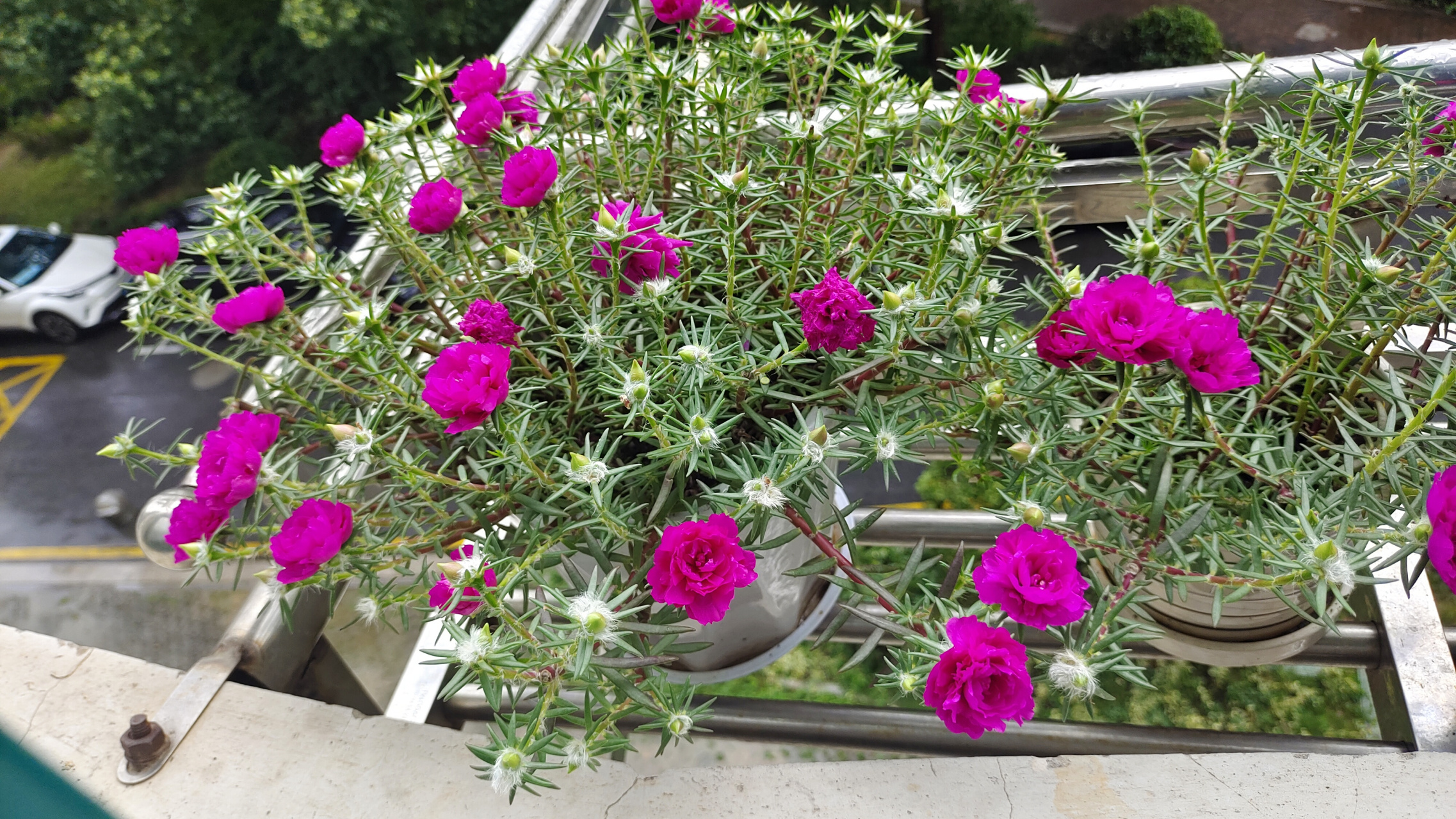 6月份做了个太阳花的花球, 花球用小矿泉水瓶做的, 比较小,现在问题来