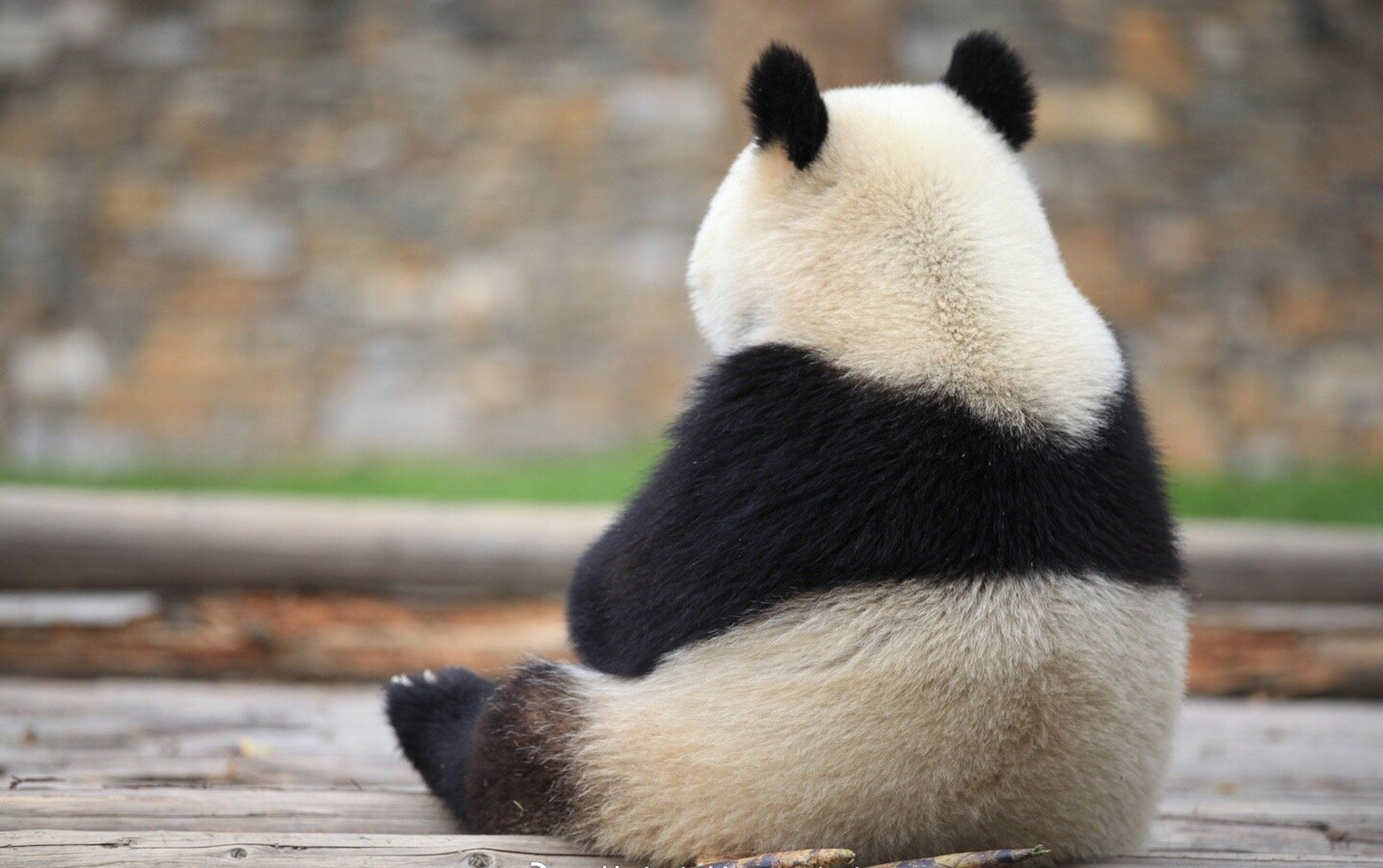 小背影杀手,小背心秀[温暖]