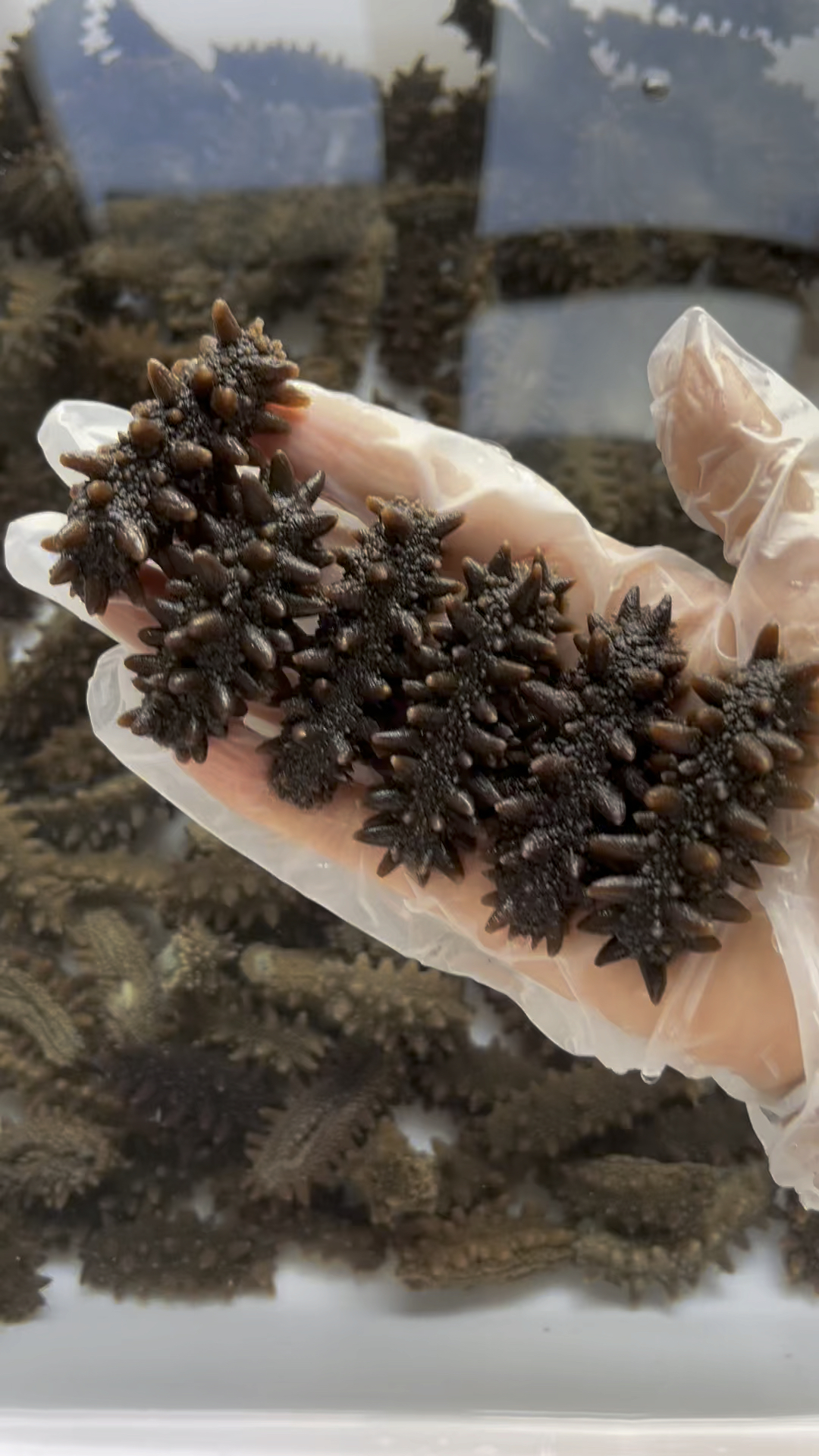 俄罗斯野生海参真是太好看啦