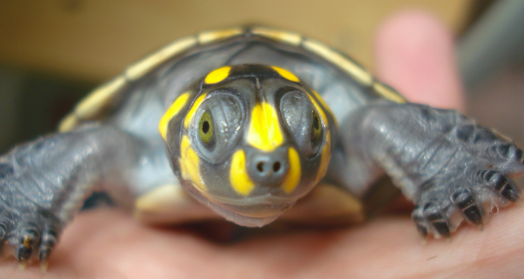 黄头侧颈龟是保护动物吗