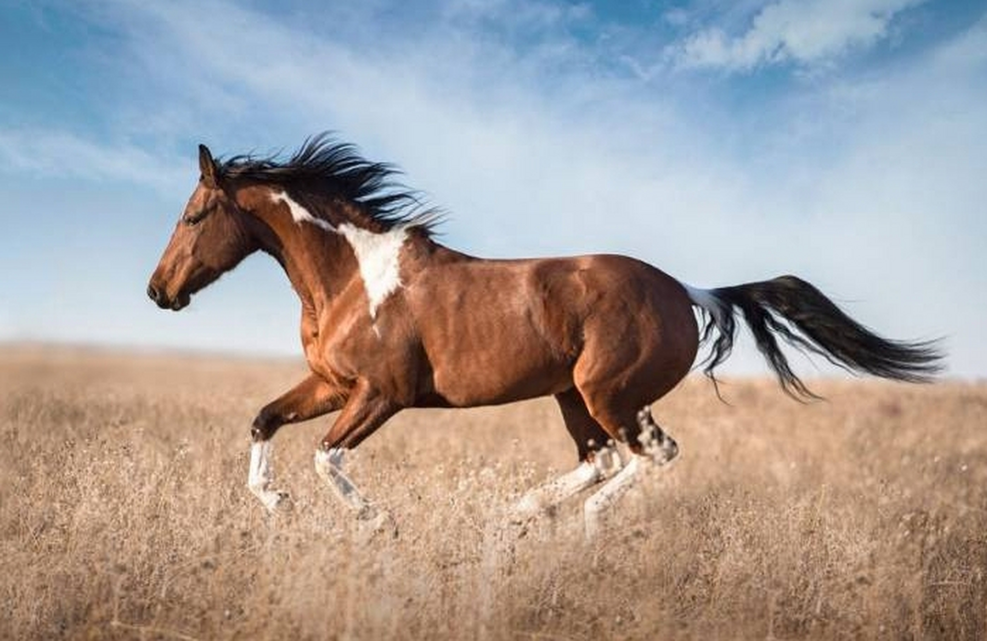 为什么好马不吃回头草?      答案:后面的草全吃没了  2.