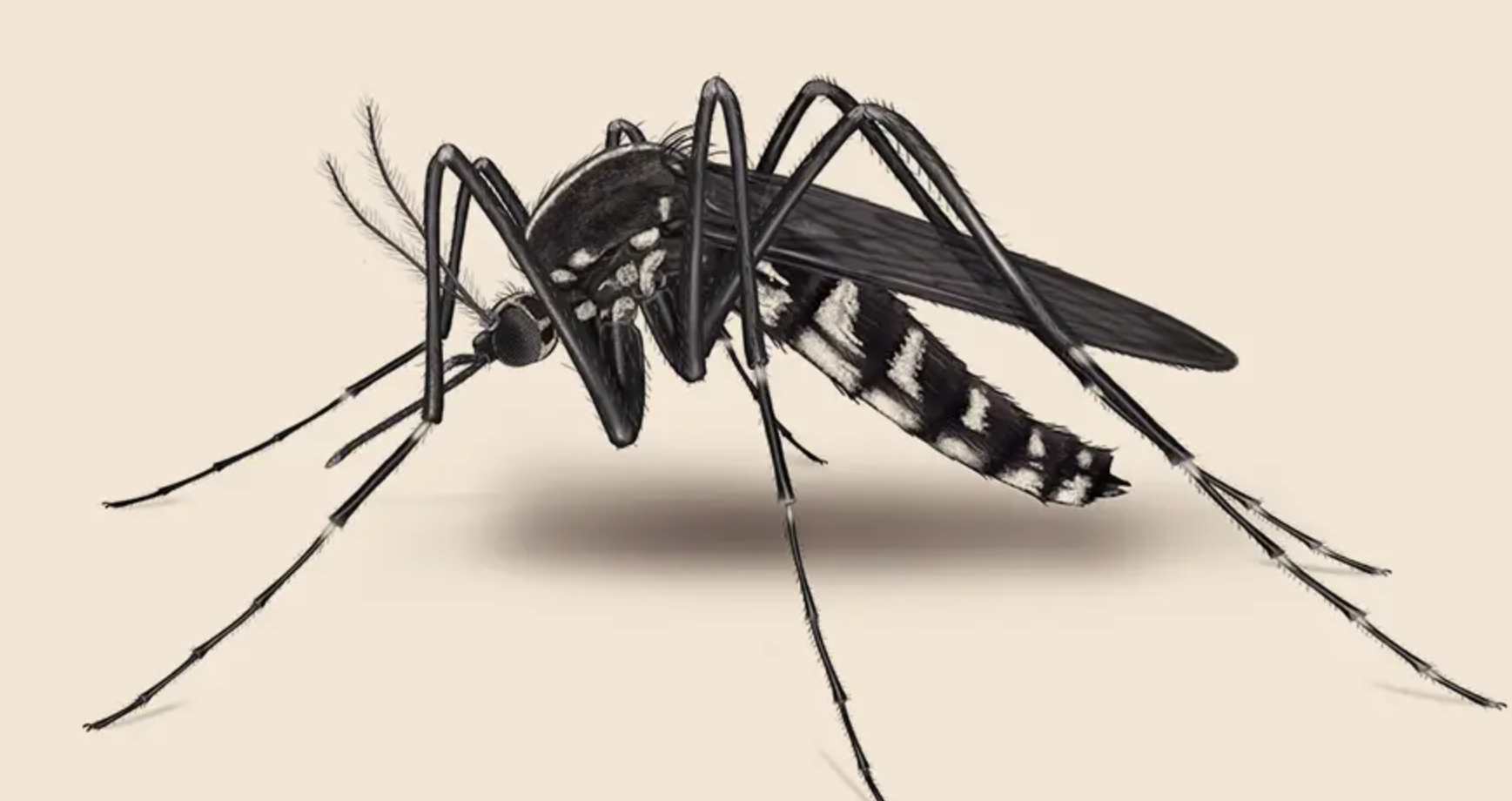 国家为什么不让蚊子灭绝 蚊子这种生物为什么不能灭绝原因