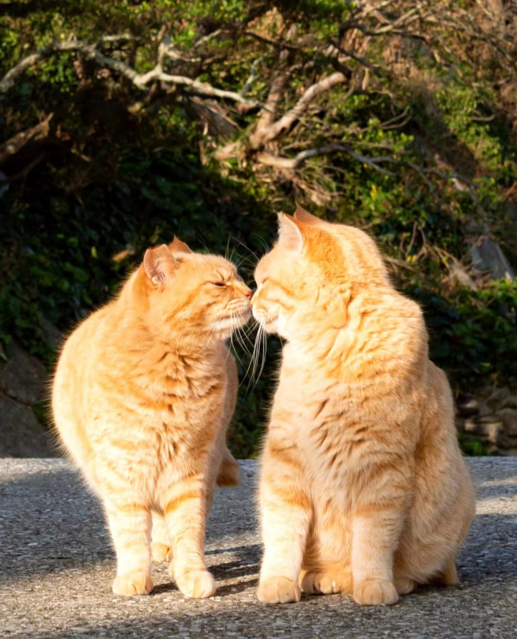 两只猫亲亲表情包图片