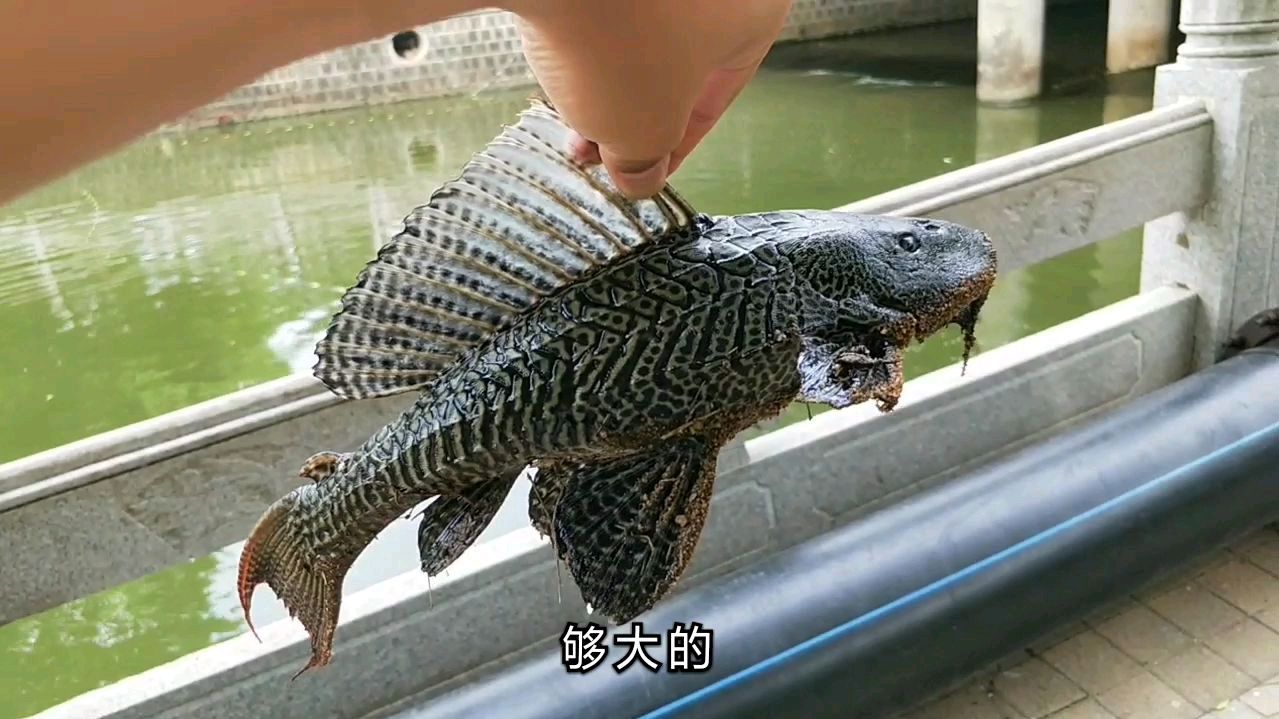 海南海口:外来物种鱼,越南那边过来,长得像只飞鸟!