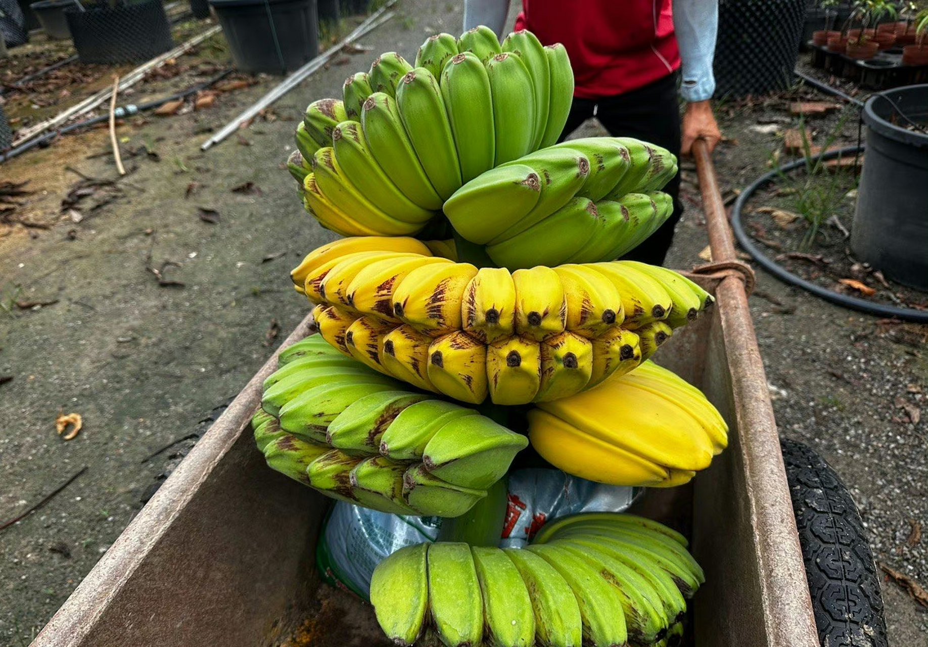 祈祷之手,最有佛缘的水果,佛手蕉,也叫合手蕉…9090世界上最好的