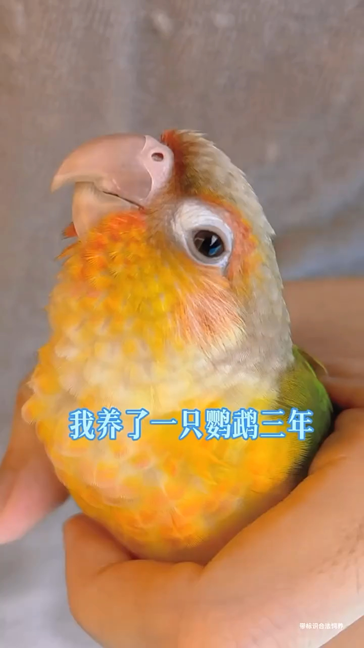 教了三年的鹦鹉不说话,我放生了!临走前它开口了-度小视