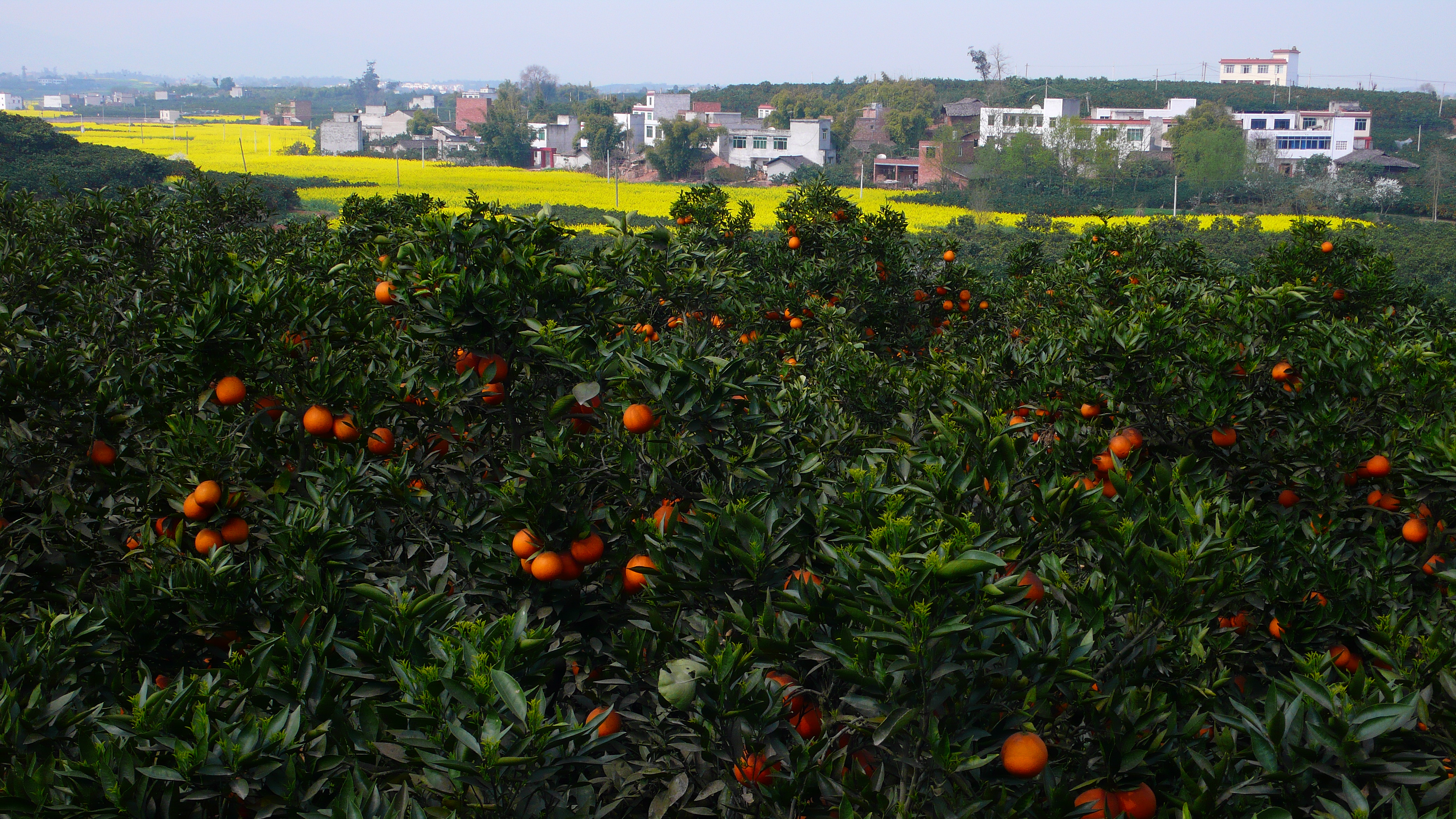 打好"优橘"牌 走好振兴路——成都金堂中国橘乡·天府城市果园正式