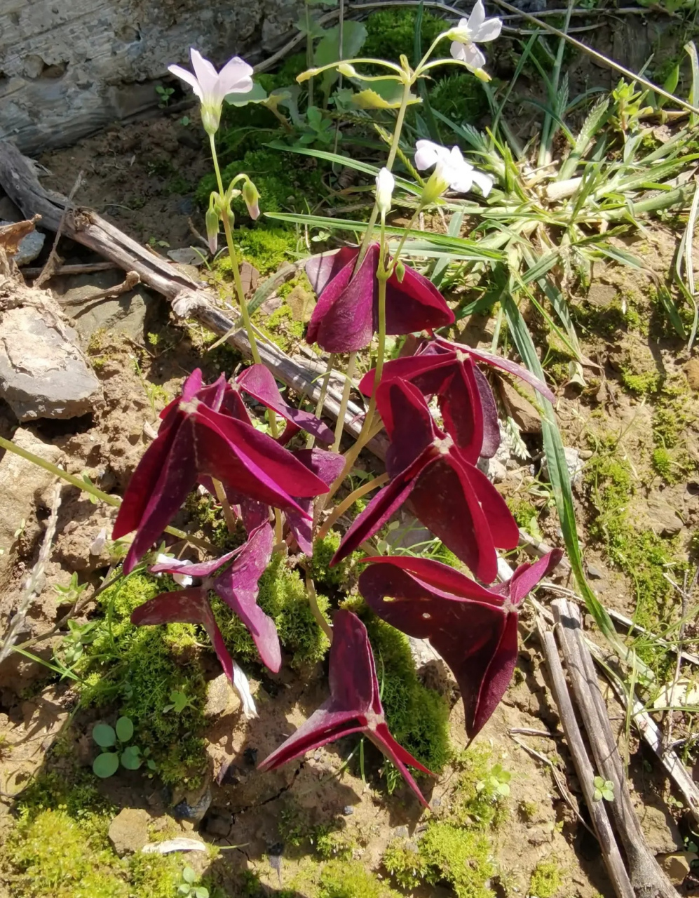 今天去乡下,看见屋角有一株野花,特别漂亮,不认识,红叶白花,有点妖异.
