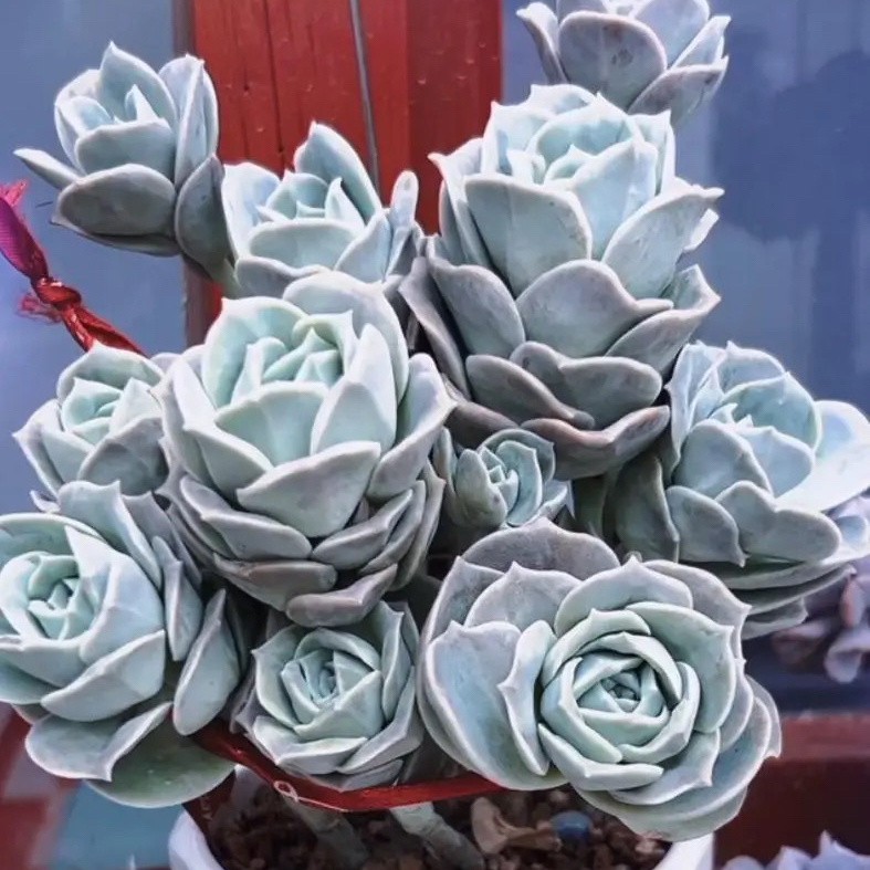 可爱玫瑰老桩很多,但是这种群生直立的状态还是第一次见,太美了