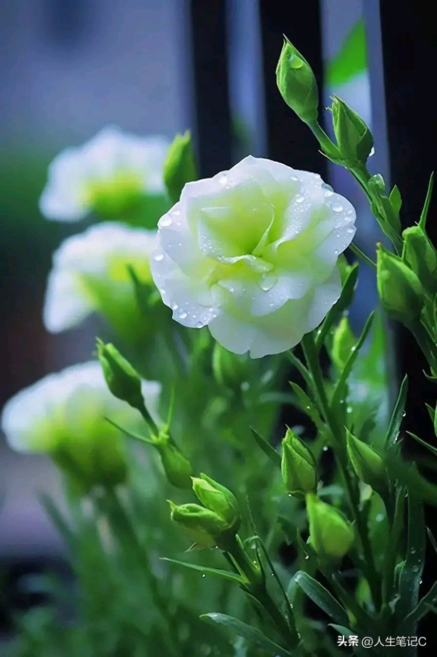 绿色花朵,清新淡雅脱俗,信心满满,认真过好当下每一天.