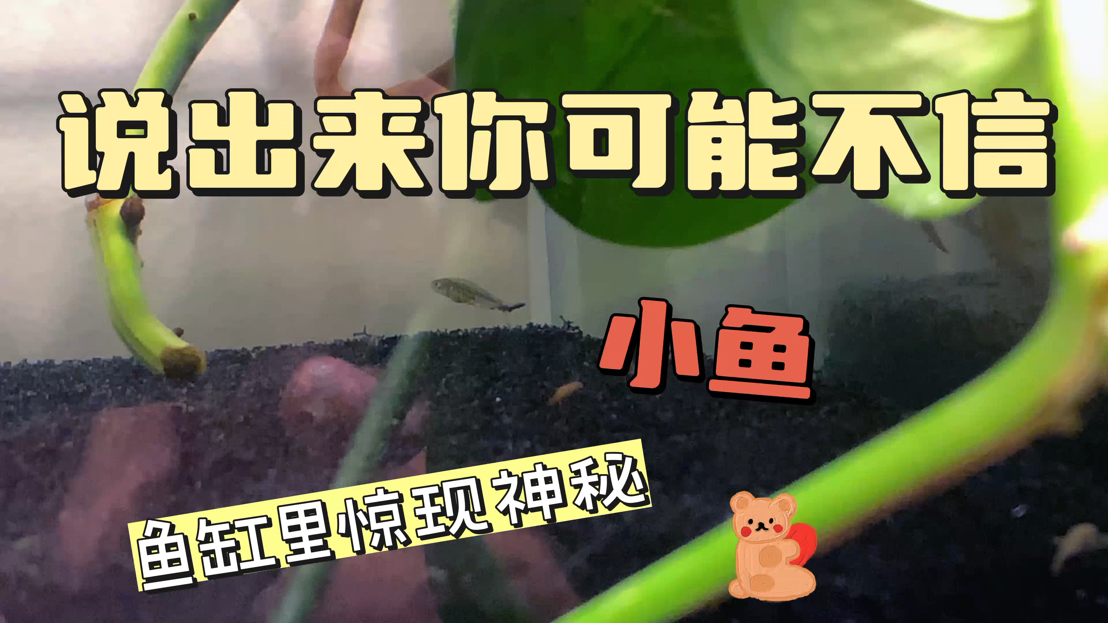 说不来你可能不信,一开始我都不信,鱼缸过滤里惊现神秘小鱼