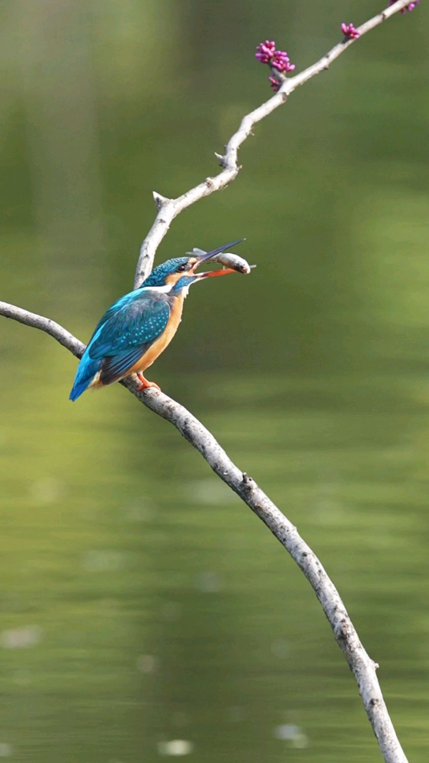 翠鸟吃鱼全过程