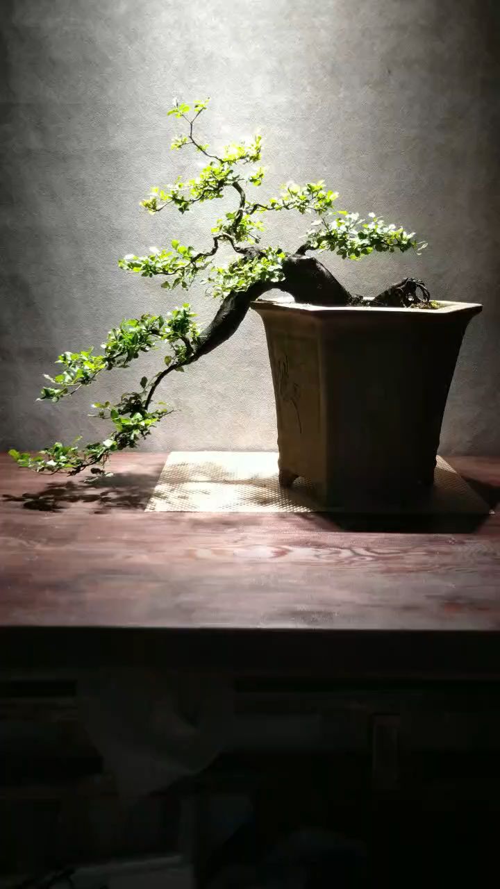 金弹子盆景,邻水,原生母桩!