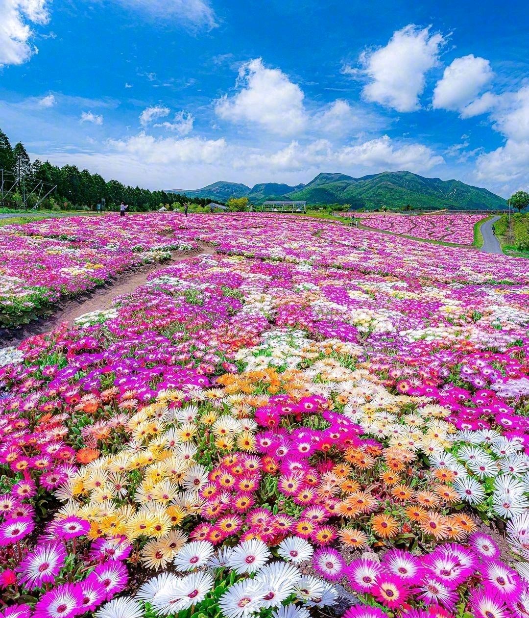 五彩缤纷,百花争艳