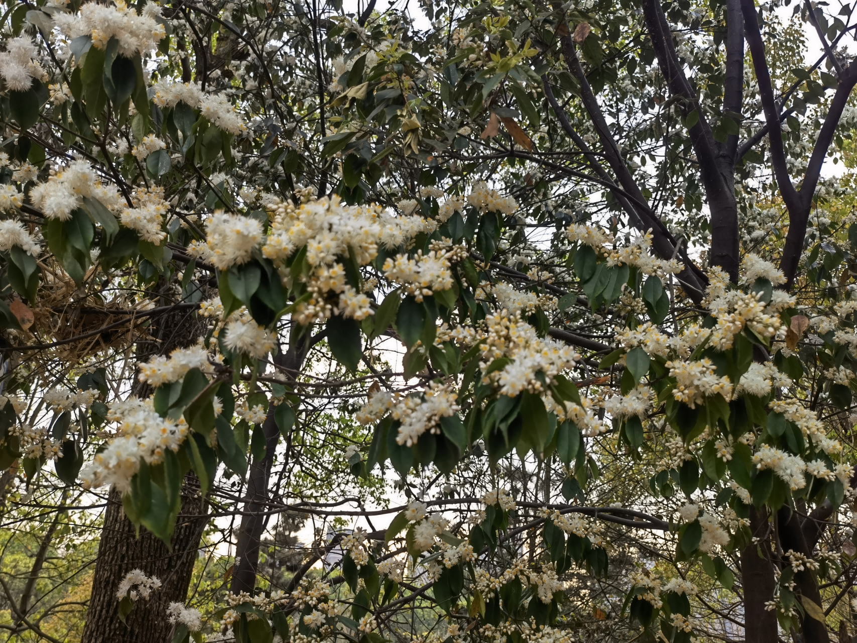 春雨 这几天春雨绵绵,像细丝,时而密密麻麻的斜织,像珠子,一串串地滴