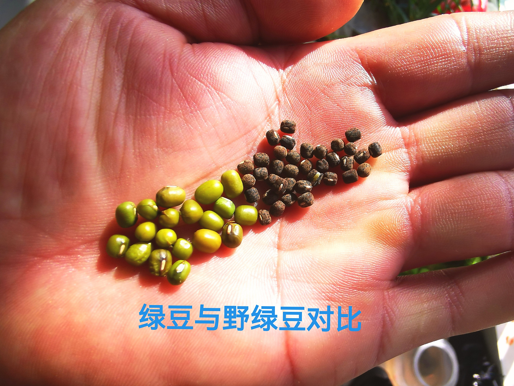我手中拿的这些深色的豆荚和豆粒就是野绿豆