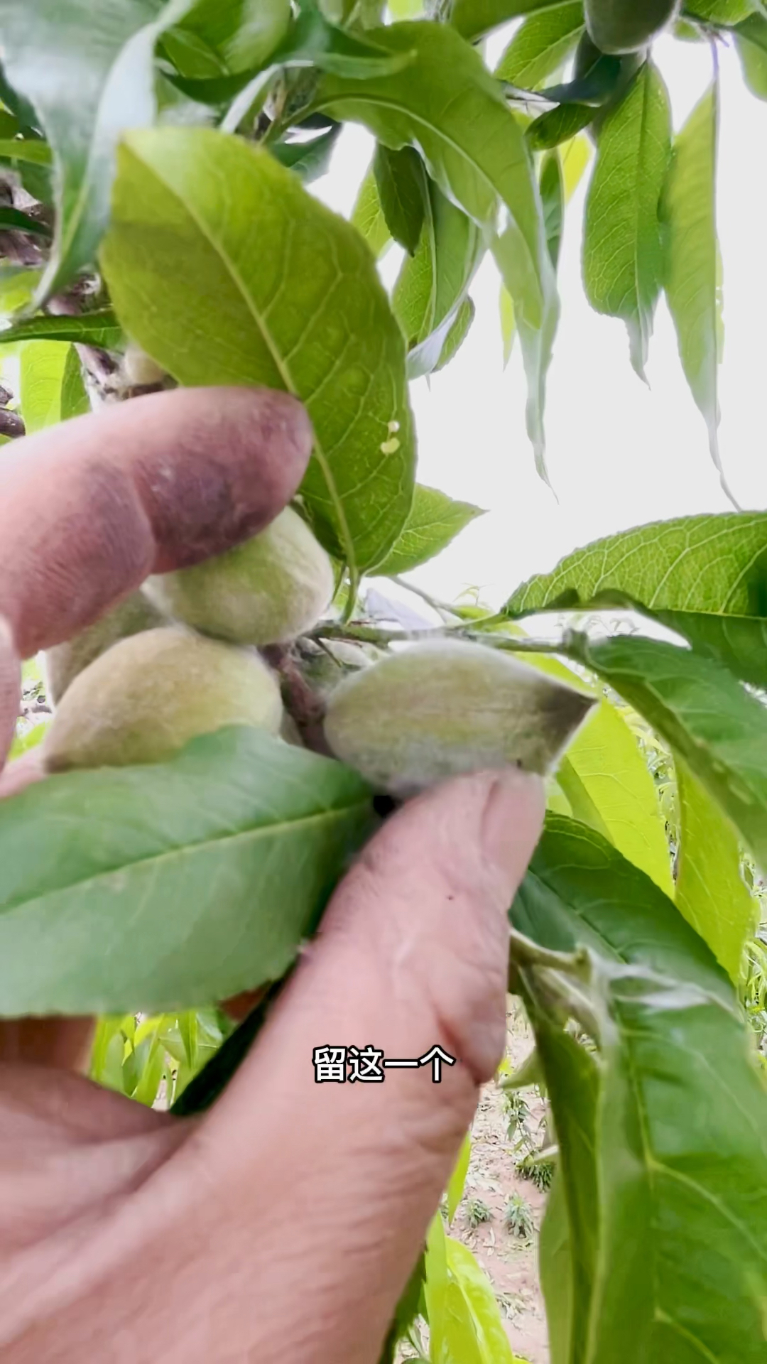 分享桃树疏果视频个个都是精品果