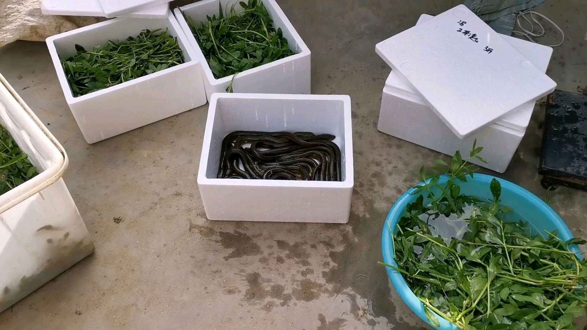 有朋友问大帅鳝鱼如何包装的?个人感觉这种包装可以稳到江浙沪