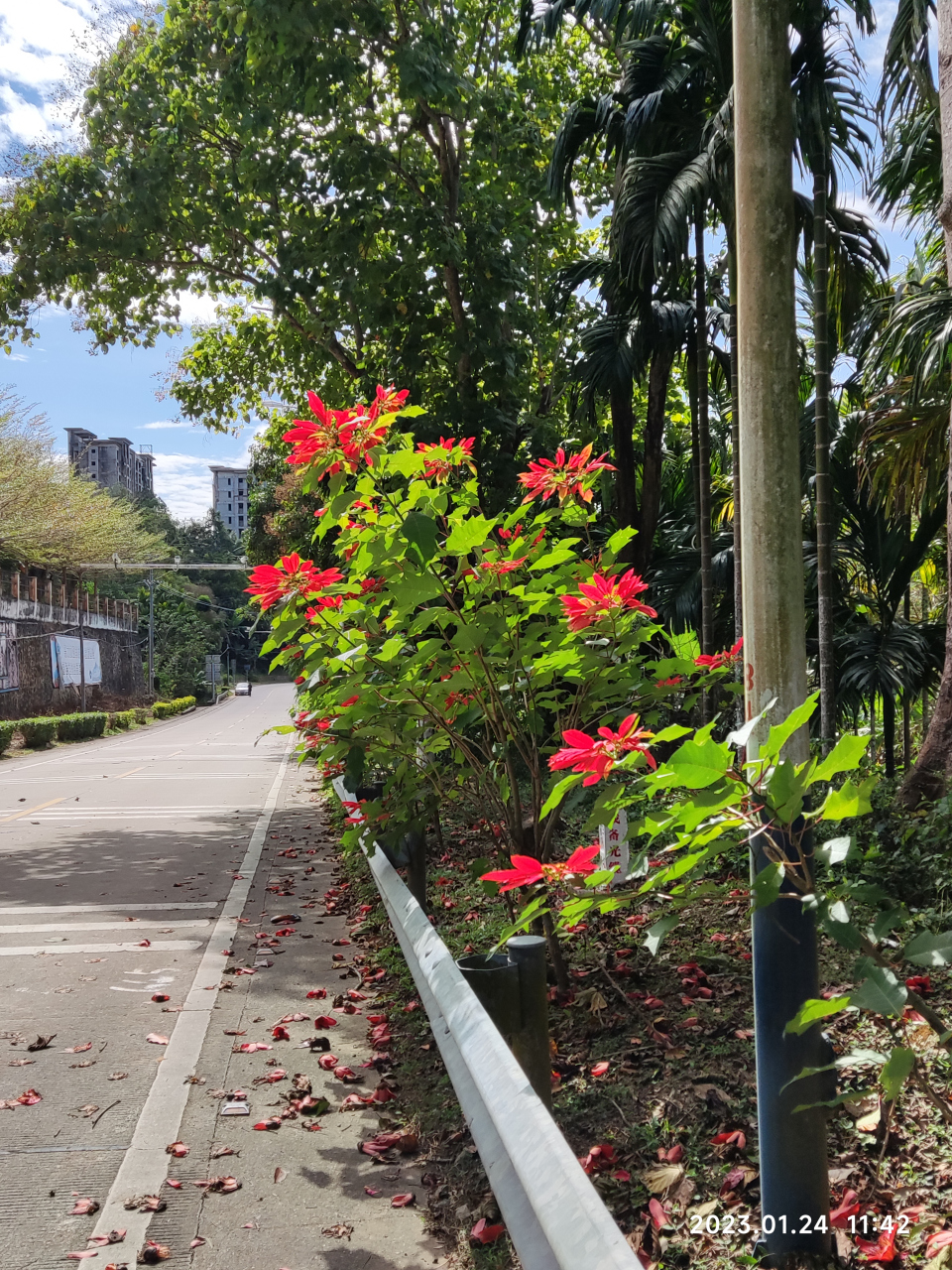 在海南,每到春節前後的日子,各種鮮花競相盛開.