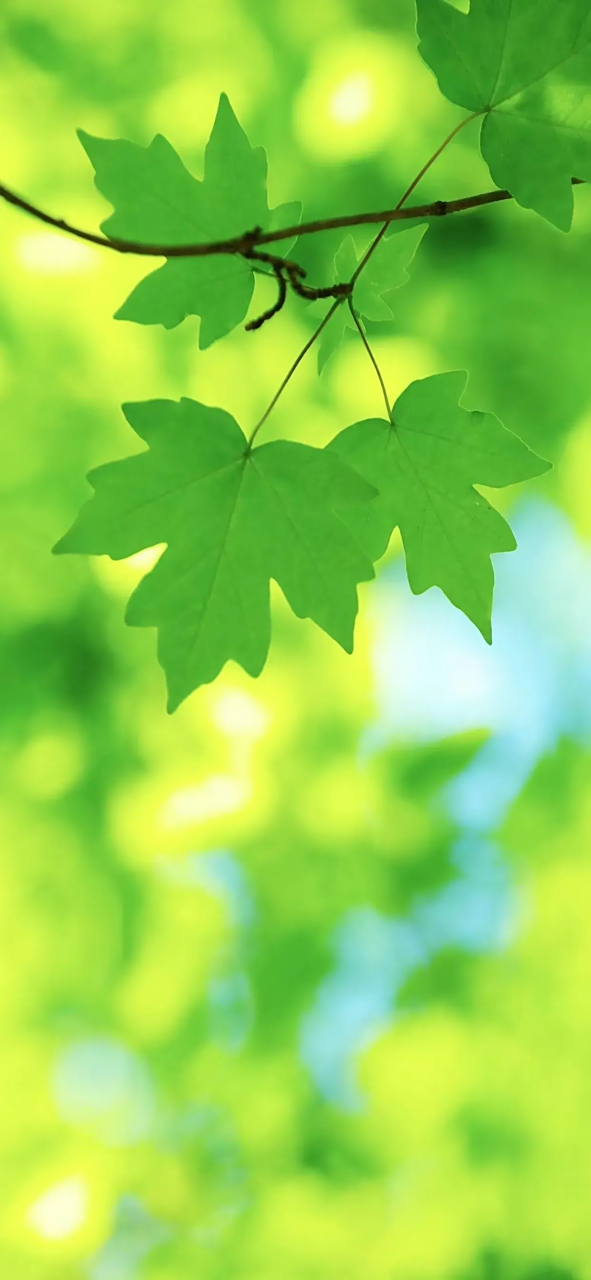 分享一组绿色养眼壁纸[微风][微风][微风][微风]