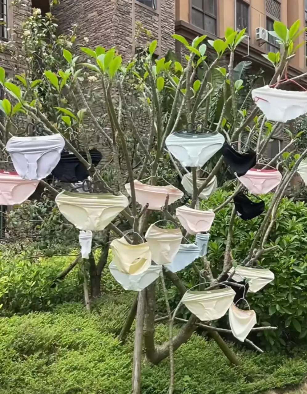 一次性晒出这么多条内裤,还是在室外,这内裤的主人也不怕丢个一条两条