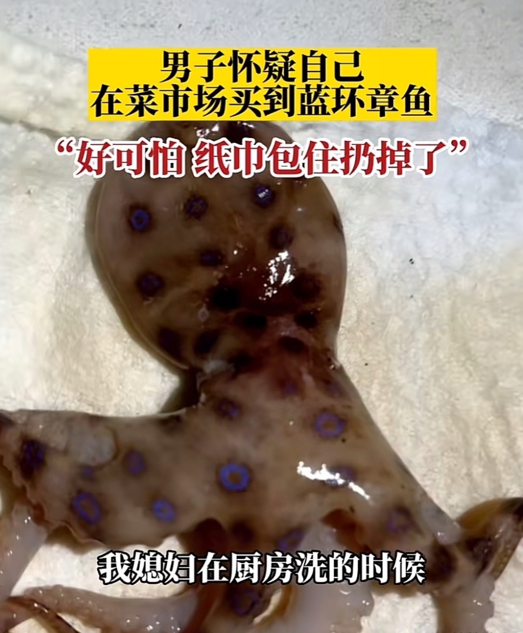 这个就是蓝环章鱼啊!还好发现了 ,不然全玩完吧