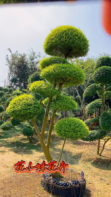 亮晶女贞造型树四季不落叶适合庭院别墅农家小院栽植-度小视