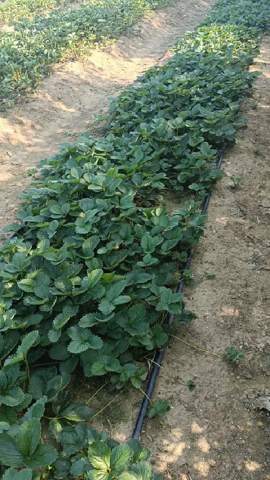 白色草莓苗品种之天使八号草莓苗基地